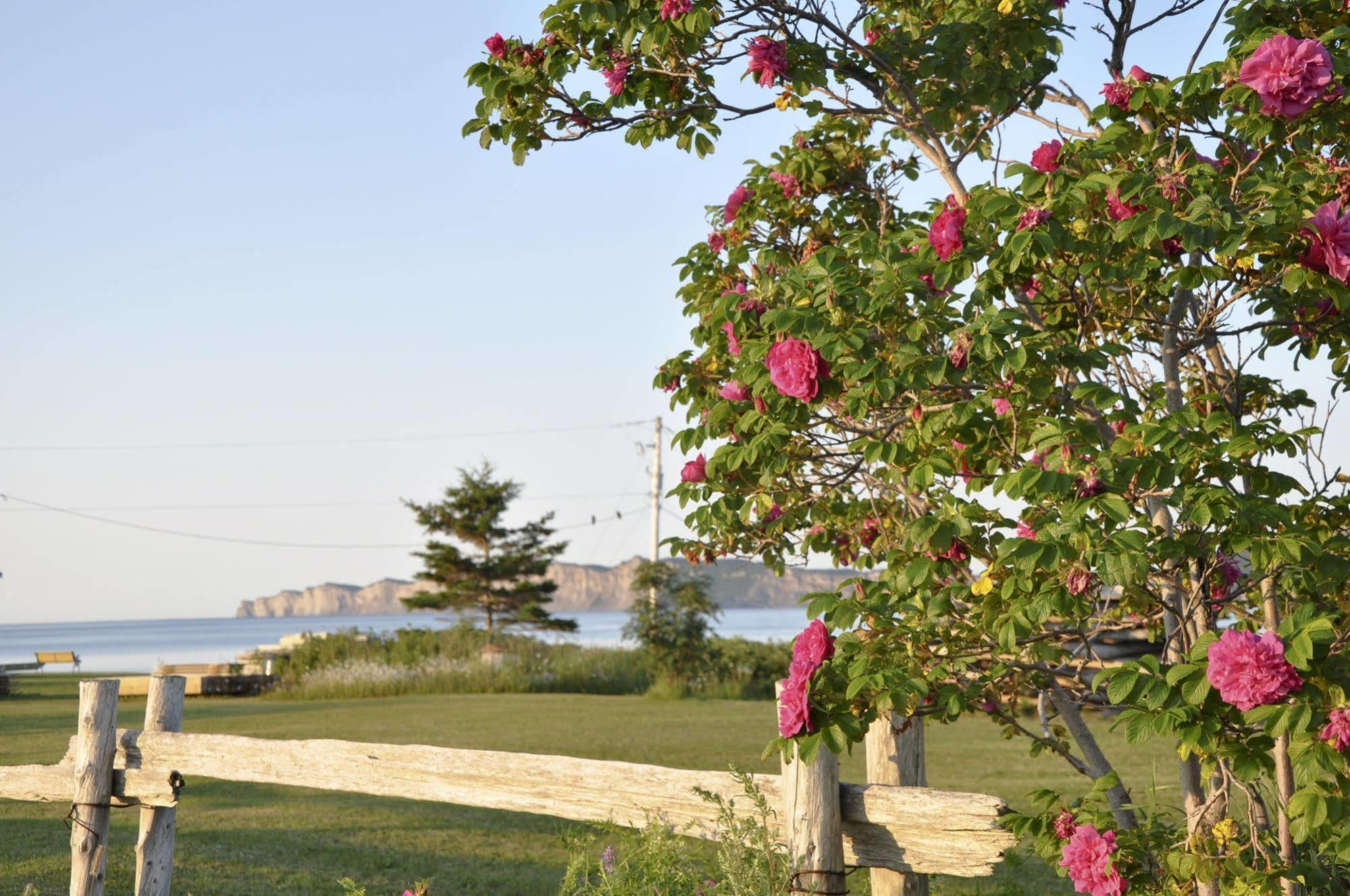 Motel Du Haut Phare Cap-des-Rosiers Kültér fotó